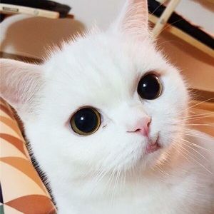 Meet your Posher, Thy